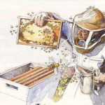 El apicultor